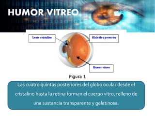 HUMOR VITREO
Las cuatro quintas posteriores del globo ocular desde el
cristalino hasta la retina forman el cuerpo vitro, relleno de
una sustancia transparente y gelatinosa.
 