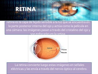 RETINA
retina es la capa de tejido sensible a la luz que se encuentra en
la parte posterior interna del ojo y actúa como la película en
una cámara: las imágenes pasan a través del cristalino del ojo y
son enfocadas en la retina.
La retina convierte luego estas imágenes en señales
eléctricas y las envía a través del nervio óptico al cerebro.
 