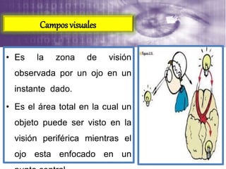 • Es la zona de visión
observada por un ojo en un
instante dado.
• Es el área total en la cual un
objeto puede ser visto en la
visión periférica mientras el
ojo esta enfocado en un
Campos visuales
 