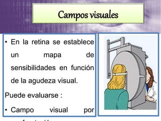 • En la retina se establece
un mapa de
sensibilidades en función
de la agudeza visual.
Puede evaluarse :
• Campo visual por
Campos visuales
 