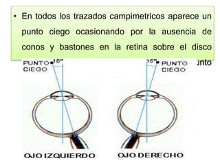 • En todos los trazados campimetricos aparece un
punto ciego ocasionando por la ausencia de
conos y bastones en la retina sobre el disco
óptico que queda a unos 15º lateral al punto
central de la visión.
 
