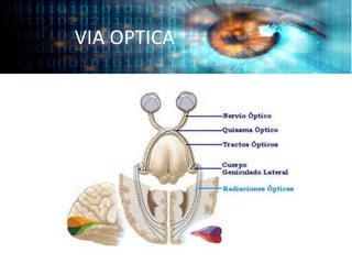 VIA OPTICA
 