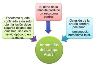 Anomalías
del campo
Visual
Escotoma queda
confinado a un solo
ojo , la lesión debe
situarse delante del
quiasma, sea en el
nervio óptico, o en
la retina.
El daño de la
macula produce
un escotoma
central
Oclusión de la
arteria cerebral
posterior :
hemianopsia
homónima total.
 