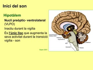 Inici del son
Hipotàlem
Nucli preòptic- ventrolateral
(VLPO)
Inactiu durant la vigília
És l’únic lloc que augmenta la
seva activitat durant la transició
vigília - son
Saper 2001

 