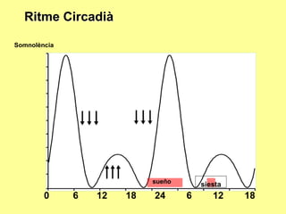 Ritme Circadià
Somnolència

sueño

0

6

12

18

24

siesta

6

12

18

 