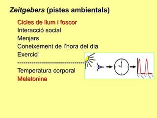 Zeitgebers (pistes ambientals)
Cicles de llum i foscor
Interacció social
Menjars
Coneixement de l’hora del dia
Exercici
----------------------------------------Temperatura corporal
Melatonina

 