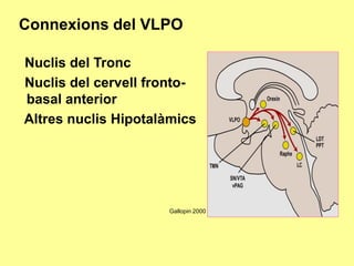 Connexions del VLPO
Nuclis del Tronc
Nuclis del cervell frontobasal anterior
Altres nuclis Hipotalàmics

Gallopin 2000

 