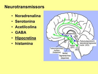 Neurotransmissors
•
•
•
•
•
•

Noradrenalina
Serotonina
Acetilcolina
GABA
Hipocretina
histamina

 