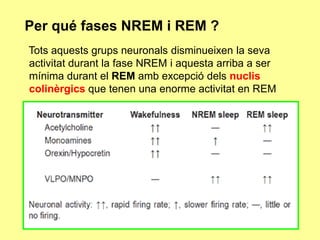 Per qué fases NREM i REM ?
Tots aquests grups neuronals disminueixen la seva
activitat durant la fase NREM i aquesta arriba a ser
mínima durant el REM amb excepció dels nuclis
colinèrgics que tenen una enorme activitat en REM

 