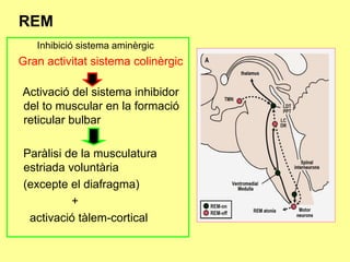 REM
Inhibició sistema aminèrgic

Gran activitat sistema colinèrgic
Activació del sistema inhibidor
del to muscular en la formació
reticular bulbar
Paràlisi de la musculatura
estriada voluntària
(excepte el diafragma)
+
activació tàlem-cortical

 