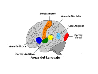 Recomendaciones de trastornos de expresión escritaAcudir a estimulación de tipo pedagógico.Aplicación de métodos referidos a nociones espaciales, ejercicios de lateralidad, percepción visual, direccionalidad.Utilización de técnicas de selección, formación y completamiento de sílabas, palabras.