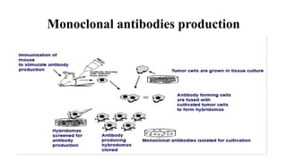 Monoclonal antibodies production
 