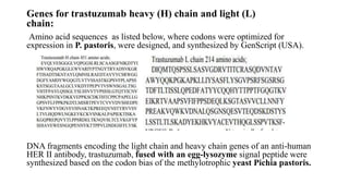 Genes for trastuzumab heavy (H) chain and light (L)
chain:
Amino acid sequences as listed below, where codons were optimized for
expression in P. pastoris, were designed, and synthesized by GenScript (USA).
DNA fragments encoding the light chain and heavy chain genes of an anti-human
HER II antibody, trastuzumab, fused with an egg-lysozyme signal peptide were
synthesized based on the codon bias of the methylotrophic yeast Pichia pastoris.
 