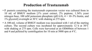 Production of Trastuzumab
• P. pastoris conaining the trastuzumab expression vector was cultured from in
10 mL of BMGY medium [1% yeast extract, 2% peptone, 1.34% yeast
nitrogen base, 100 mM potassium phosphate (pH 6.0), 4 × 10–5% biotin, and
1% glycerol] overnight at 30˚C with shaking at 275 rpm.
• A 100-mL volume of BMGY medium was inoculated with 1 ml of the starting
culture. The second culture was incubated for approximately 12 h at 30˚C
with shaking at 275 rpm. Cells were harvested at an OD600nm of between 1
and 4 and pelleted by centrifugation for 10 min at 5000 rpm at 4˚C.
 