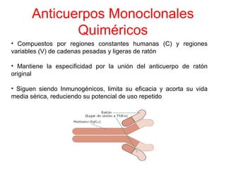 Anticuerpos Monoclonales
Quiméricos
• Compuestos por regiones constantes humanas (C) y regiones
variables (V) de cadenas pesadas y ligeras de ratón
• Mantiene la especificidad por la unión del anticuerpo de ratón
original
• Siguen siendo Inmunogénicos, limita su eficacia y acorta su vida
media sérica, reduciendo su potencial de uso repetido
 