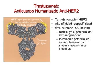 • Targets receptor HER2
• Alta afinidad- especificidad
• 95% humano, 5% murino
– Disminuye el potencial de
immunogenicidad
– Incrementa potencial de
de reclutamiento de
mecanismos inmunes
efectores
HER2 epitopes recognized by
hypervariable murine
antibody fragment
Human
IgG-1
Trastuzumab:Trastuzumab:
Anticuerpo Humanizado Anti-HER2Anticuerpo Humanizado Anti-HER2
Baselga. Satellite Symposium, 23rd Annual San Antonio Breast Cancer
Symposium 2000.
 