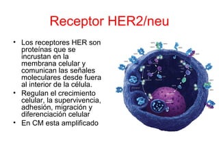 Receptor HER2/neu
• Los receptores HER son
proteínas que se
incrustan en la
membrana celular y
comunican las señales
moleculares desde fuera
al interior de la célula.
• Regulan el crecimiento
celular, la supervivencia,
adhesión, migración y
diferenciación celular
• En CM esta amplificado
 