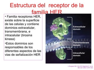 Estructura del receptor de la
familia HER
• Familia receptores HER,
existe sobre la superficie
de las celulas y contiene
dominios extracelular,
transmembrana, e
intracelular (tirosina
kinasa)
•Estos dominios son
responsables de los
diferentes aspectos de las
vias de señalización HER
1. Burgess AW, Cho HS, Eigenbrot C, et al.
Mol Cell. 2003;12:541-542.
 