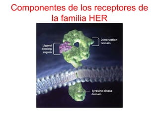 Componentes de los receptores de
la familia HER
 