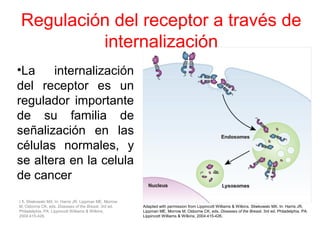 Regulación del receptor a través de
internalización
•La internalización
del receptor es un
regulador importante
de su familia de
señalización en las
células normales, y
se altera en la celula
de cancer
: 1. Sliwkowski MX. In: Harris JR, Lippman ME, Morrow
M, Osborne CK, eds. Diseases of the Breast. 3rd ed.
Philadelphia, PA: Lippincott Williams & Wilkins;
2004:415-426.
Adapted with permission from Lippincott Williams & Wilkins. Sliwkowski MX. In: Harris JR,
Lippman ME, Morrow M, Osborne CK, eds. Diseases of the Breast. 3rd ed. Philadelphia, PA:
Lippincott Williams & Wilkins; 2004:415-426.
 