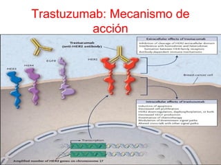 Trastuzumab: Mecanismo de
acción
 