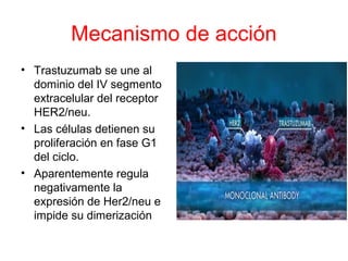 Mecanismo de acción
• Trastuzumab se une al
dominio del IV segmento
extracelular del receptor
HER2/neu.
• Las células detienen su
proliferación en fase G1
del ciclo.
• Aparentemente regula
negativamente la
expresión de Her2/neu e
impide su dimerización
 