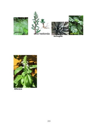 lechugilla
Alfavaca
215
 