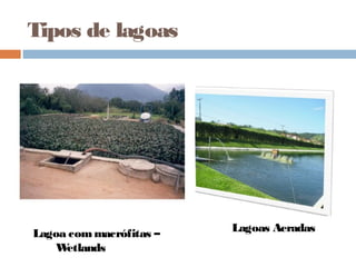 Tipos de lagoas
Lagoas AeradasLagoa commacrófitas –
Wetlands
 