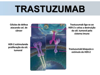 TRASTUZUMAB
Células de defesa
atacando cel. de
câncer
HER-2 estimulando
proliferação da cél.
tumoral
Trastuzumab bloqueia o
estímulo do HER-2
Trastuzumab liga-se ao
HER-2 e ativa a destruição
da cél. tumoral pelo
sistema imune
 