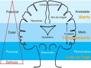 Alerta
Congelamento
Luta ou fuga
 