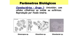Parâmetros Biológicos
Cianobactérias – Grupo 1: Unicelular, com
células cilíndricas ou ovóide ou esféricas.
Reprodução por fissão binária.
Gloeocapsa sp. Gloeothece sp. Gloeobacter sp.
 