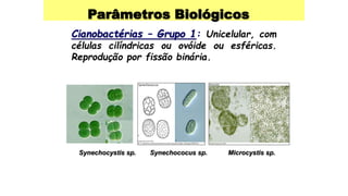 Parâmetros Biológicos
Cianobactérias – Grupo 1: Unicelular, com
células cilíndricas ou ovóide ou esféricas.
Reprodução por fissão binária.
Synechocystis sp. Synechococus sp. Microcystis sp.
 