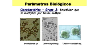 Parâmetros Biológicos
Cianobactérias – Grupo 2: Unicelular que
se multiplica por fissão multipla.
Dermocarpa sp. Dermocarpella sp. Choococcidiopsis sp.
 