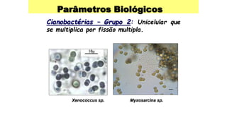 Parâmetros Biológicos
Cianobactérias – Grupo 2: Unicelular que
se multiplica por fissão multipla.
Xenococcus sp. Myxosarcina sp.
 