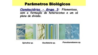 Parâmetros Biológicos
Cianobactérias – Grupo 3: Filamentosa,
sem a formação de heterocistos e um só
plano de divisão.
Spirulina sp. Oscillatoria sp. Pseudoanabaena sp.
 