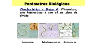 Parâmetros Biológicos
Cianobactérias – Grupo 4: Filamentosa,
com heterocistos e com só um plano de
divisão.
Anabaena sp. Cylindrospermum sp. Scytonema sp.
 