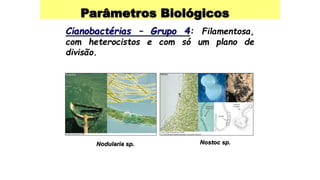 Parâmetros Biológicos
Cianobactérias – Grupo 4: Filamentosa,
com heterocistos e com só um plano de
divisão.
Nodularia sp. Nostoc sp.
 