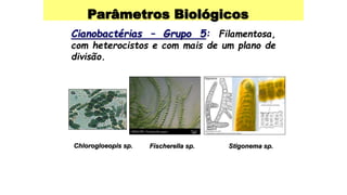 Parâmetros Biológicos
Cianobactérias – Grupo 5: Filamentosa,
com heterocistos e com mais de um plano de
divisão.
Chlorogloeopis sp. Fischerella sp. Stigonema sp.
 