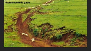 Pisoteamento de gado
 