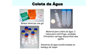 Coleta da Água
Bolsas térmicas com gel
Material para coleta de água: 2
tubos para centrífuga, unidades
filtrantes e seringa descartável sem
agulha
Amostras de água acondicionadas na
bandeja de isopor
 