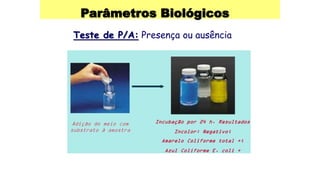 Parâmetros Biológicos
Teste de P/A: Presença ou ausência
 