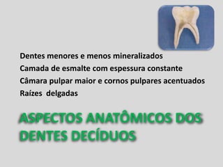 Dentes menores e menos mineralizados
Camada de esmalte com espessura constante
Câmara pulpar maior e cornos pulpares acentuados
Raízes delgadas


ASPECTOS ANATÔMICOS DOS
DENTES DECÍDUOS
 