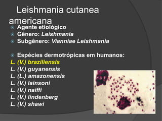 Leishmania cutanea
americana
 Agente etiológico
 Gênero: Leishmania
 Subgênero: Vianniae Leishmania
 Espécies dermotrópicas em humanos:
L. (V.) braziliensis
L. (V.) guyanensis
L. (L.) amazonensis
L. (V.) lainsoni
L. (V.) naiffi
L. (V.) lindenberg
L. (V.) shawi
 