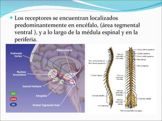 Los receptores se encuentran localizados predominantemente en encéfalo, (área tegmental ventral ), y a lo largo de la médula espinal y en la periferia. 