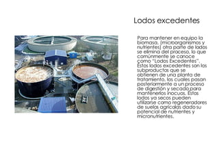 Lodos excedentes Para mantener en equipo la biomasa, (microorganismos y nutrientes) otra parte de lodos se elimina del proceso, lo que comúnmente se conoce como “Lodos Excedentes”. Éstos lodos excedentes son los subproductos que se obtienen de una planta de tratamiento, los cuales pasan posteriormente a un proceso de digestión y secado para mantenerlos inocuos. Éstos lodos ya secos pueden utilizarse como regeneradores de suelos agrícolas dado su potencial de nutrientes y micronutrientes. 