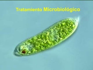 TRP Chapter 6.3 1
Tratamiento Microbiológico
 