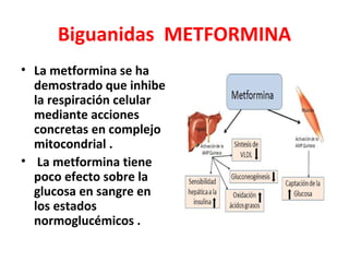 Biguanidas METFORMINA
• La metformina se ha
  demostrado que inhibe
  la respiración celular
  mediante acciones
  concretas en complejo
  mitocondrial .
• La metformina tiene
  poco efecto sobre la
  glucosa en sangre en
  los estados
  normoglucémicos .
 