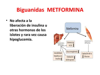 Biguanidas METFORMINA
• No afecta a la
  liberación de insulina u
  otras hormonas de los
  islotes y rara vez causa
  hipoglucemia.
 