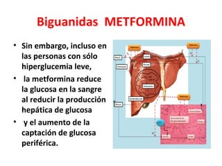 Biguanidas METFORMINA
• Sin embargo, incluso en
  las personas con sólo
  hiperglucemia leve,
• la metformina reduce
  la glucosa en la sangre
  al reducir la producción
  hepática de glucosa
• y el aumento de la
  captación de glucosa
  periférica.
 