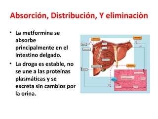 Absorción, Distribución, Y eliminaciòn
• La metformina se
  absorbe
  principalmente en el
  intestino delgado.
• La droga es estable, no
  se une a las proteínas
  plasmáticas y se
  excreta sin cambios por
  la orina.
 